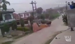 Video: Tê giác 2,3 tấn nổi điên tấn công khiến một người thiệt mạng